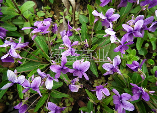 紫花地丁